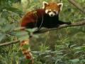 آشنایی با پاندای قرمز
