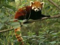 آشنایی با پاندای قرمز - Red Panda