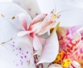 حشره ای که گل می شود