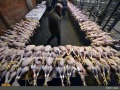 فواید و معایب مصرف گوشت بوقلمون