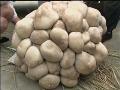 کشف یکی از بزرگترین قارچ‌های جهان در چین