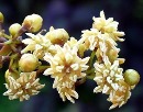 رمزگشایی از مرموزترین و قدیمی ترین گیاه+ تصویر