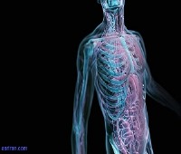 حقایقی شگفت انگیز درباره بدن انسان