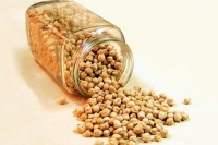 تولید نخودمقاوم به سرماو یخبندان