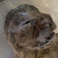 کشف بقایای بی‌نظیر شیری که 10 هزار سال قبل نسلش منقرض شد