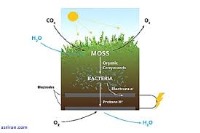 تولید الکتریسیته از دیواره‌های خزه‌ای