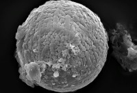 تصاویر منتخب علمی هفته : قدیمی‌ترین غبار فضایی