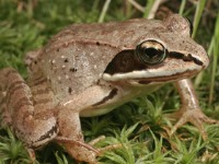 ارتقای درمان لقاح مصنوعی با کمک قورباغه‌ها