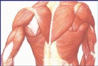 ترمیم بافت آسیب دیده ماهیچه به کمک نانوساختارهای گرافنی