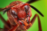 اولین حشره تراریخته دنیا تولید می‌شود