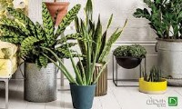 تصفیه هوای خانه با گیاهان خانگی