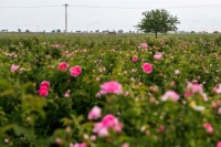 تلاش محققان کشور برای تولید ارگانیک گل محمدی