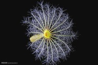 عکس : دنیای زیر میکروسکوپ