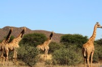 زرافه‌ها چهار گونه مختلف دارند