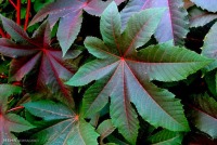 ۱۰۰ استاندارد باید در حوزه گیاهان دارویی تدوین شود