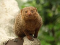 سر و صدای ناشی از فعالیت انسان بر حیوانات نیز تاثیر منفی دارد