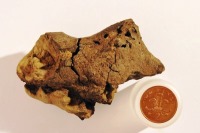 کشف مغز فسیل دایناسور