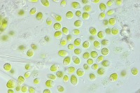 دو گونه جلبک در حوض سلطان و آران بیدگل شناسایی شد