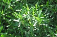 استاندارد گیاه «مرزه» تدوین شد