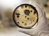 موفقیت دانش‌آموزان ایرانی در رنگ‌آمیزی ساختار قارچ‌ها با حنا