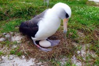 تخم‌گذاری پیرترین مرغ دریایی در 66 سالگی