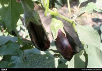 دستیابی محققان کشور به 13 رقم جدید در محصولات کشاورزی