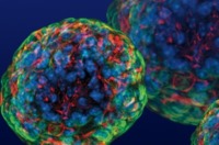 تکثیر سلول‌های بنیادی مشتق از چربی در محیط طبیعی خودشان