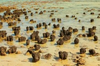 پیچیدگی بیولوژیکی حیات کره زمین از چه زمانی شکل گرفت؟