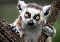 به جز حشرات چه جانورانی گرده افشانی می‌کنند؟