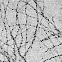 تولید مکمل غذایی آهن با استفاده از دانش نانو