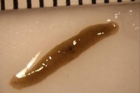 کرمی که بعد از سفر به فضایی دو سر شد