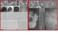یک گونه جدید بومی مخمر کشف شد