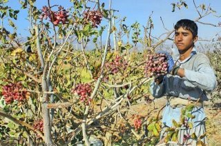 محصول پسته چگونه از آفلاتوکسین در امان می‌ماند؟