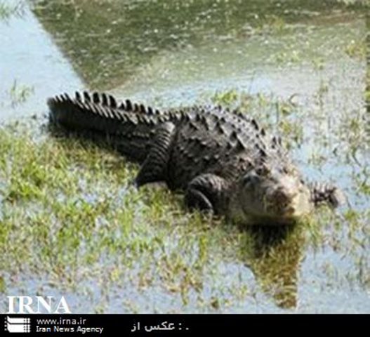 زیستگاه تمساح‌های پوزه کوتاه جاذبه ای زیبا و بکر برای گردشگران