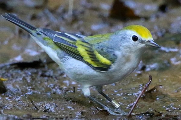 شناسایی پرنده ای که ترکیبی از 3 گونه متفاوت است