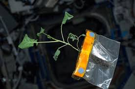 شرایط پرورش گیاه در فضا چیست؟