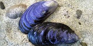 آلودگی صوتی دریاها به صدف‌های دریایی آسیب می‌زند