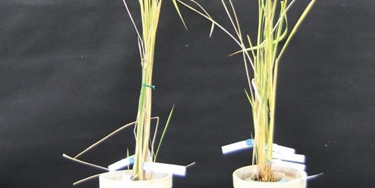 دستکاری دی ان ای گیاهان برای بهبود باردهی