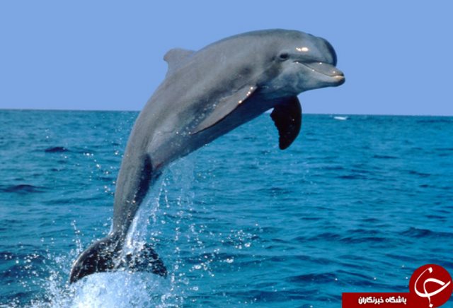 گوش کدام حیوانات از سایرین تیزتر است؟