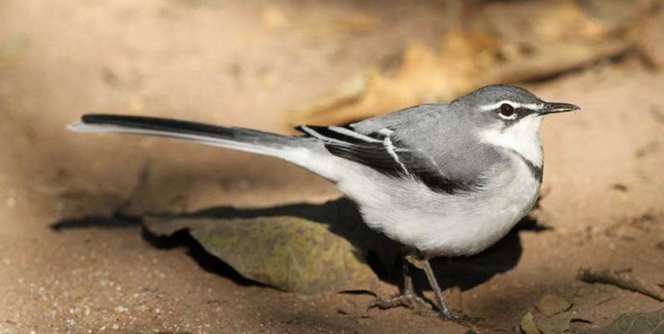 گرمای هوا، بدن حیوانات را کوچک می‌کند