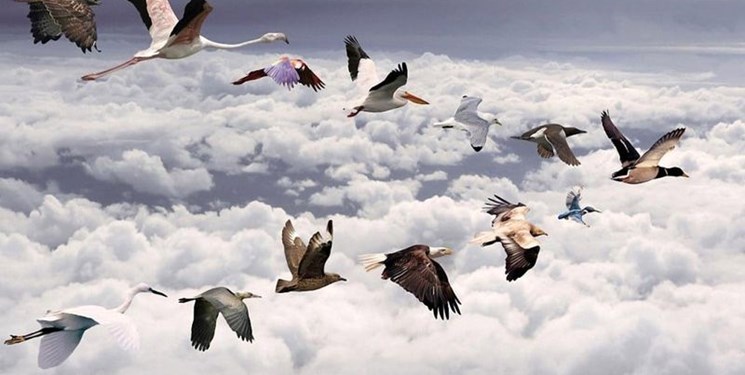 حیوانات دیگر نمی‌توانند با تغییرات آب و هوایی سازگار شوند