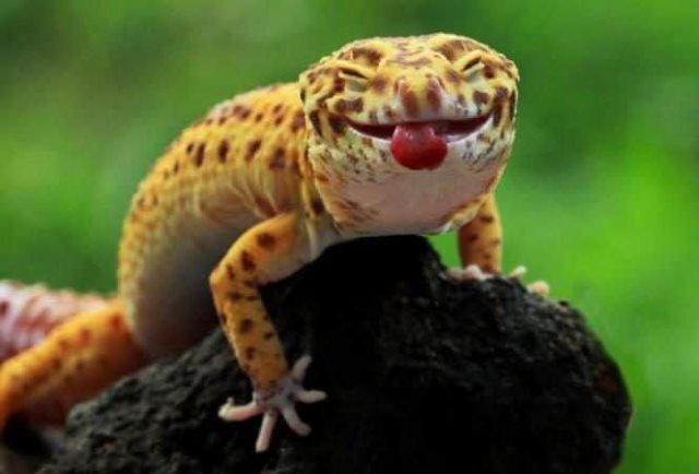 دنیای زیبا اما ناشناخته مارمولک‌ها