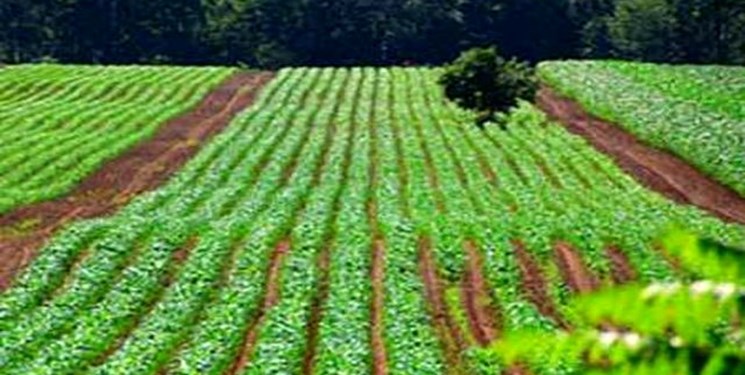 کشاورزی ارگانیک انتشار گازهای گلخانه‌ای را افزایش می‌دهد