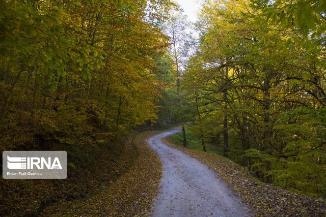 جنگل‌ها؛ ارزشمندترین اکوسیستم روی کره زمین هستند