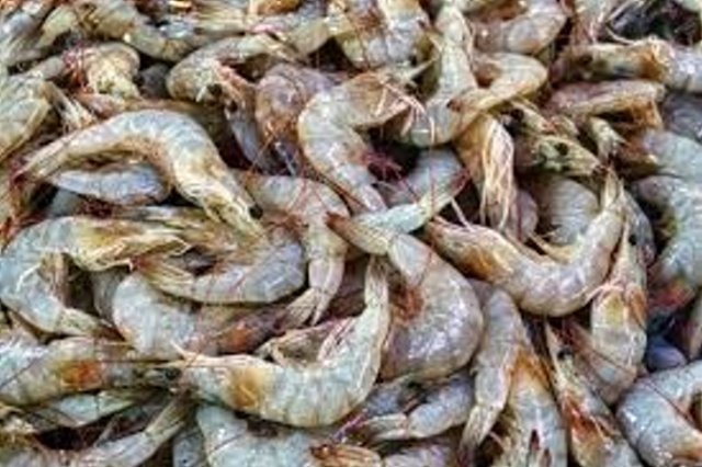 استفاده از پوست میگو برای ساخت پوشش‌های محافظتی