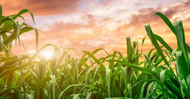 ساخت پلاستیک از نیشکر و کربن دی اکسید