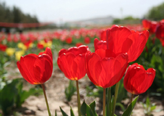 از شما احترام به محیط‌زیست را یاد می‌گیرم