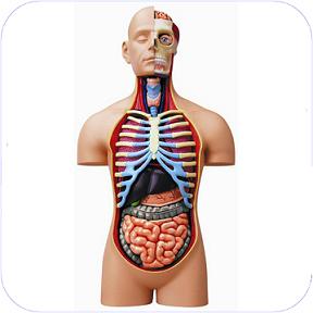 10 عضو بدن که بدون آن‌ها هم زنده خواهیم ماند