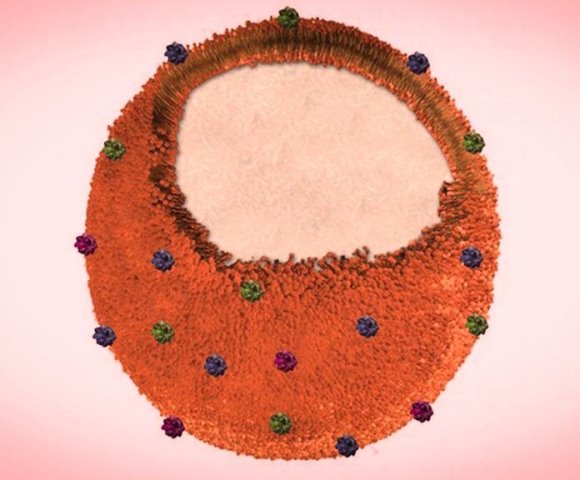 تجاری‌سازی نانواسفنج برای جلوگیری از مقاومت دارویی باکتری‌ها