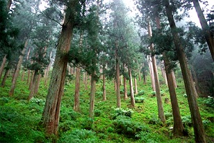 یک یادگاری سبز از پدرم